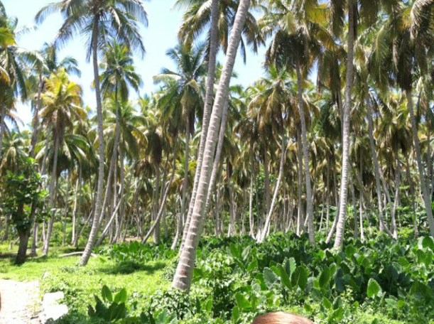 One of our favorite places in Haiti...the entrance to a great beach!