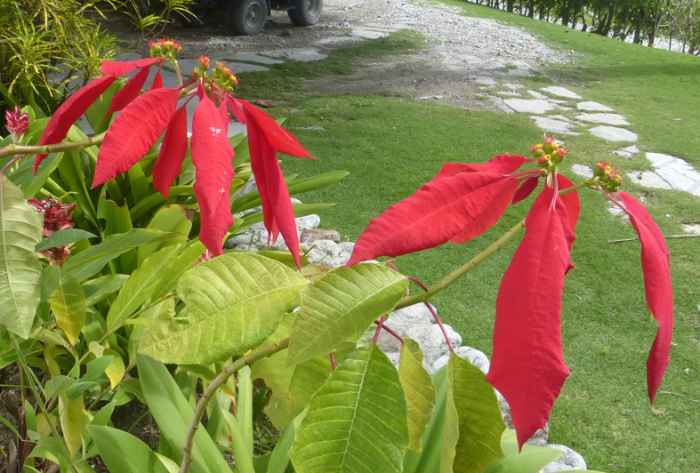 Christmas poinsettias are growing in our neighbor's yard!
