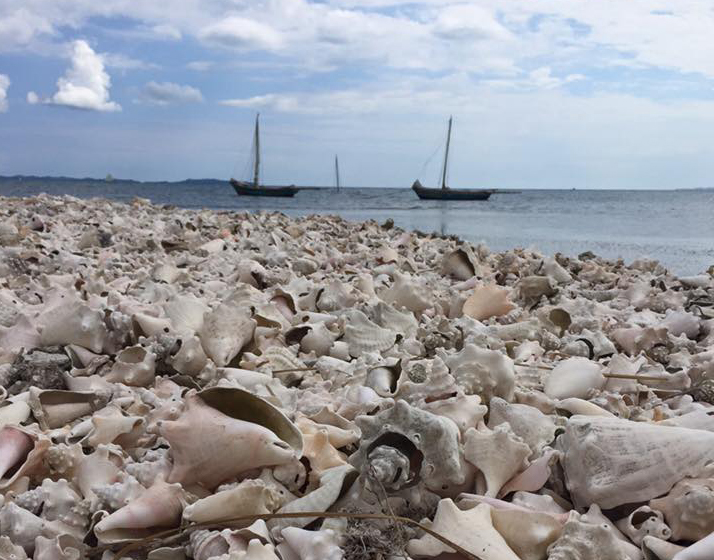 12821496_10153637957216919_3793159910622979791_n