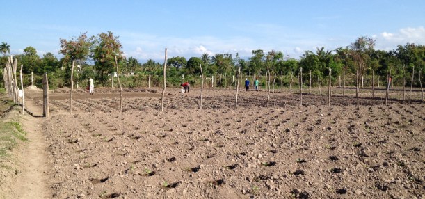 Here's a view of the garden in the distance. There are many other gardens all around it!