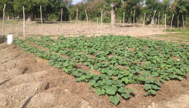 The cucumbers are happy in their soft bed of grass!