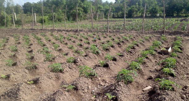 The tomatoes were transplanted from their boxes recently.