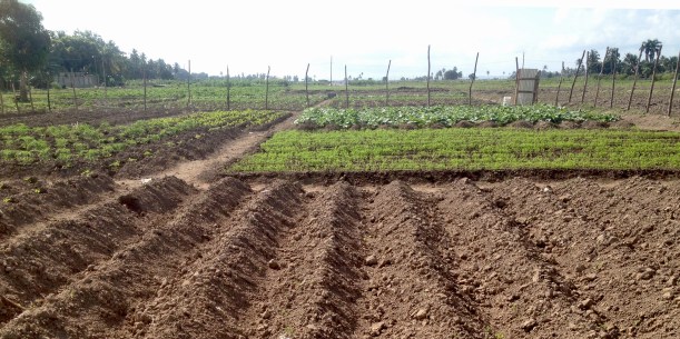 This week it will be all planted and it is neat as a pin!