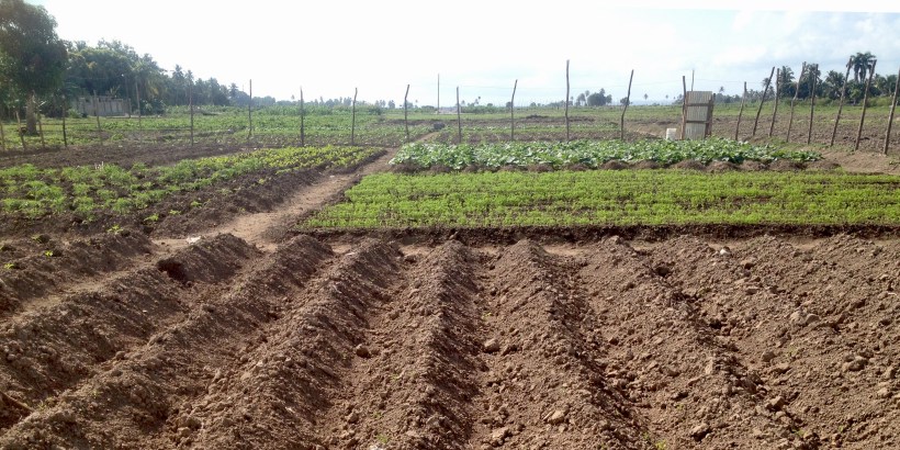 This week it will be all planted and it is neat as a pin!