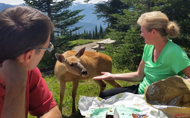 Here we are feeding the "wild" animals!
