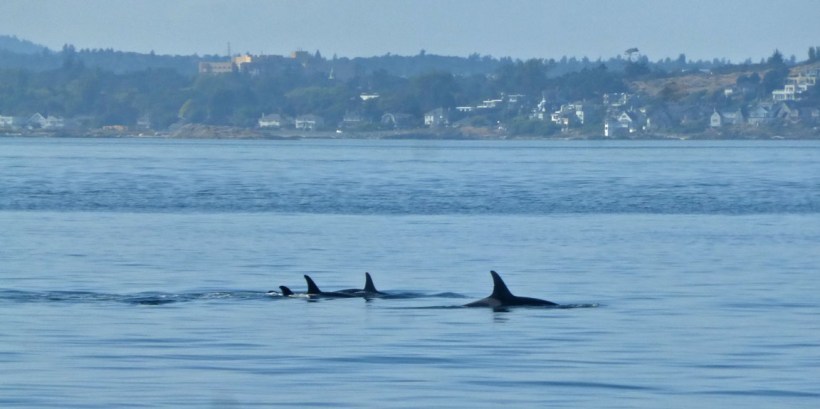 We were blessed to see pods of Orcas and a gray whale too!