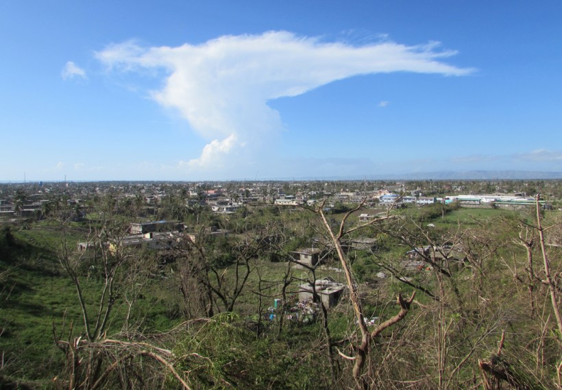 Only a few palm trees are left standing!